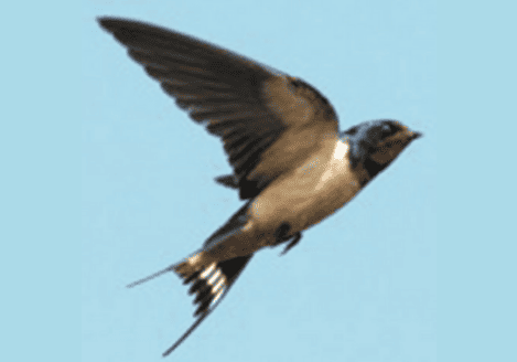 A swallow bird is flying in the sky.