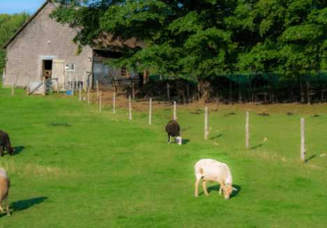 A group of sheep grazing in a field.