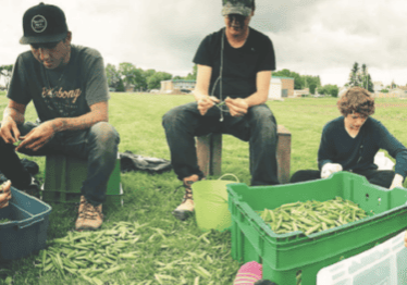 A group of young men are sitting on the grass picking green peas/beans.