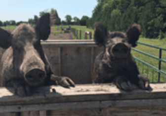 Two pigs looking over a fence in a field. Photo source: https://www.perthporkproducts.com/