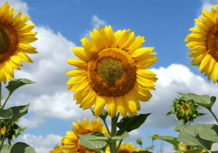 Three sunflowers in a field with a blue, cloudy sky.