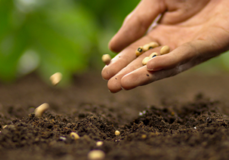 A person's hand is sowing seeds in the soil.