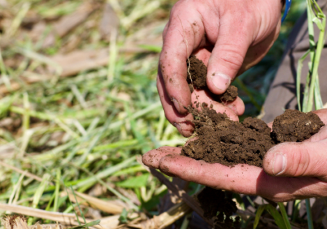 A man's hands holding soil in a field.