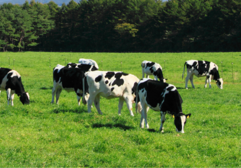 A herd of cows grazing in a field.