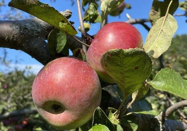 Three red apples are growing on an apple tree. Photo source: http://www.elmgroveorganic.com/our-history.html