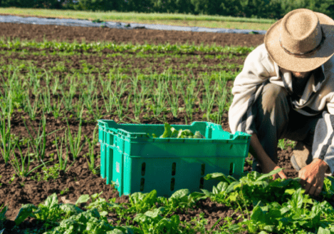 A man in a hat picking spinach in a field.