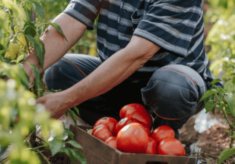 A man picking tomatoes in a field.