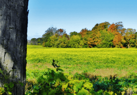 A tree in the middle of a field.