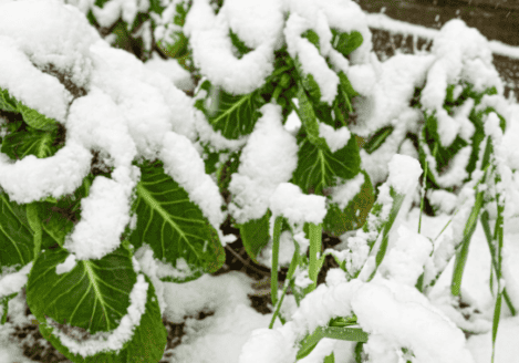 A garden covered in snow with green plants.