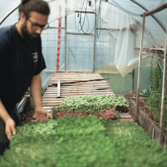 RuralVoice-Nov2021 A man working in a greenhouse.