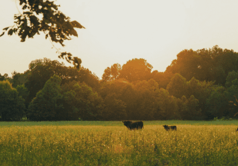 A group of cows grazing in a field at sunset.