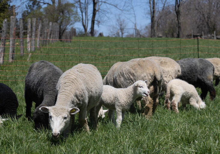 Sheep