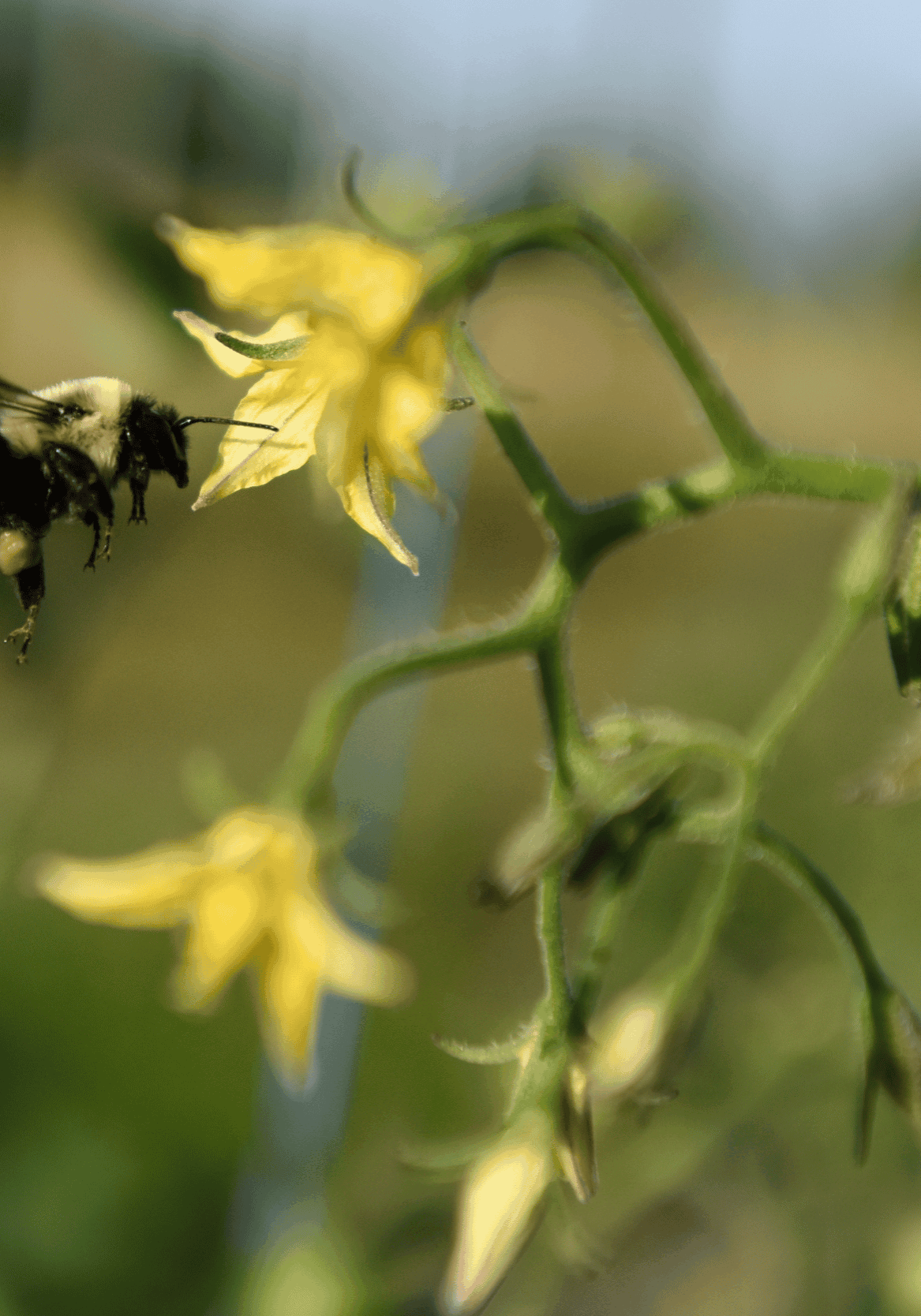 climate change & biodiversity