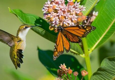 hummingbird and butterfly