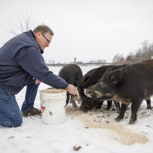 A man feeds boars in the snow.