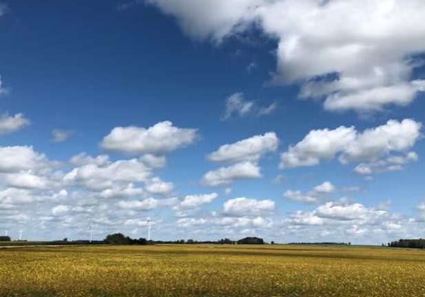 Soybeans under blue skies near Parker, Ontario.